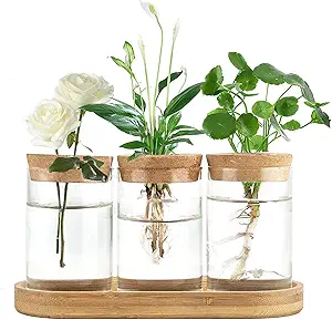 Dahey Plant Propagation Terrarium Desktop Glass Planter Station