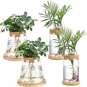 Layhit 4 Pcs Plants Propagation Stations