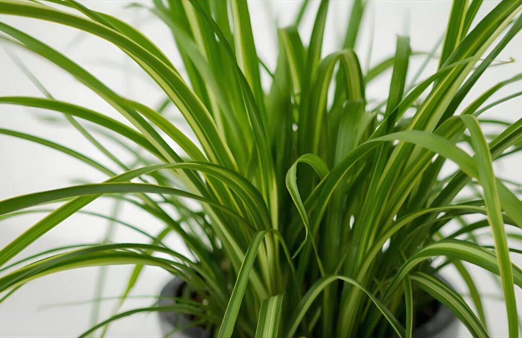 Harvesting Lemongrass for Tea: Expert Nursery Tips and Lasting Plant Benefits