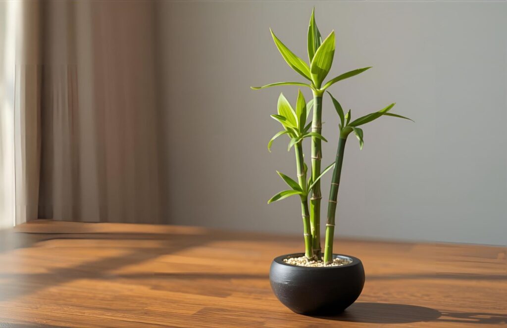 Lotus Bamboo Plant 3 Sticks Meaning for Good Luck and Feng Shui