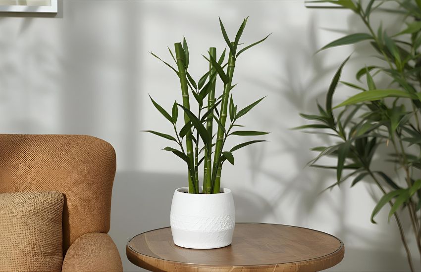 Lotus Lucky Bamboo 5 Sticks Plant for Peaceful, Modern Home Décor