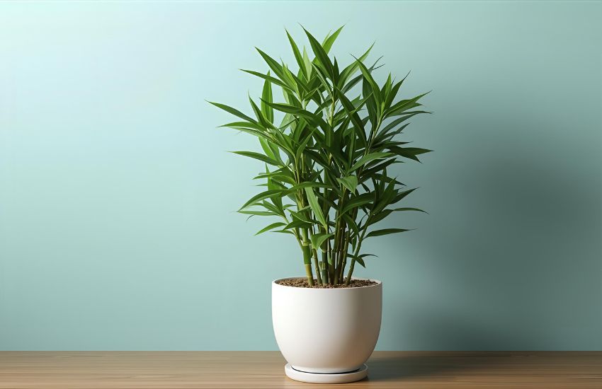 2 Layer Lucky Bamboo Plant for Modern Indoor Beauty and Harmony