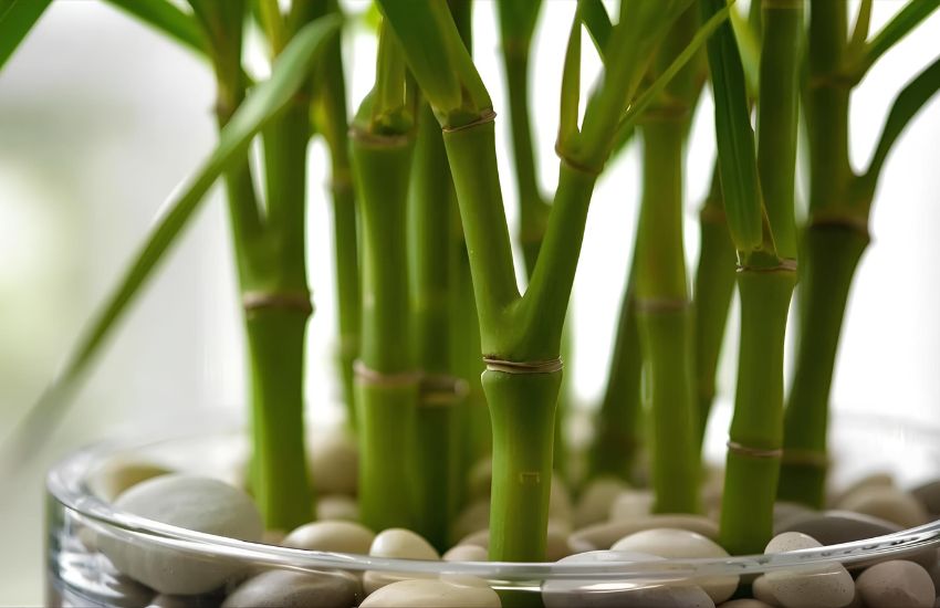 Lucky Bamboo Plant Medium Guide: Dracaena Sanderiana Indoor Plant Decor Tips