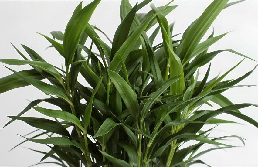 Expert Lucky Bamboo Medium Care Tips and Costa Farms Indoor Growing Insights