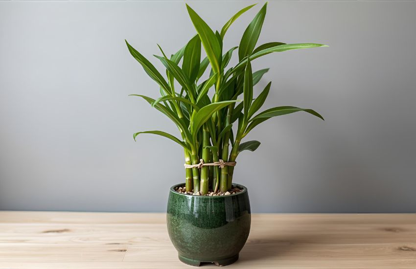 Lucky Bamboo Plant- Pyramid Guide for Good Luck and Elegant Home Decor