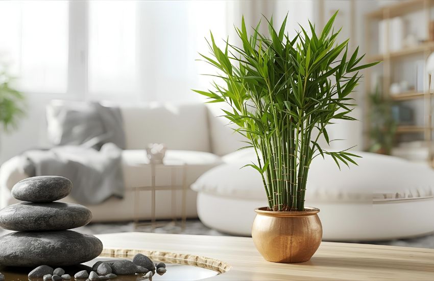 Lucky Wheel Bamboo Plant Care Tips for Positive Home Feng Shui Energy