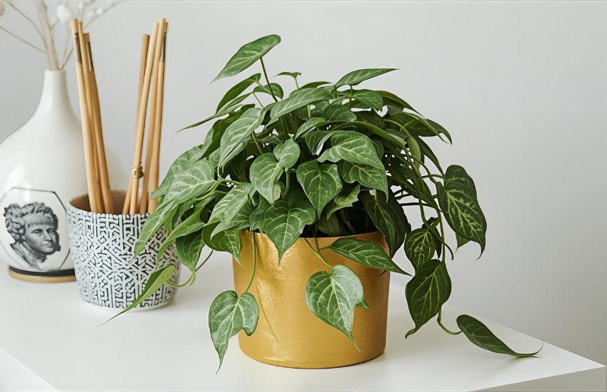 Money Plant Golden Care Tips for a Lucky and Lively Home