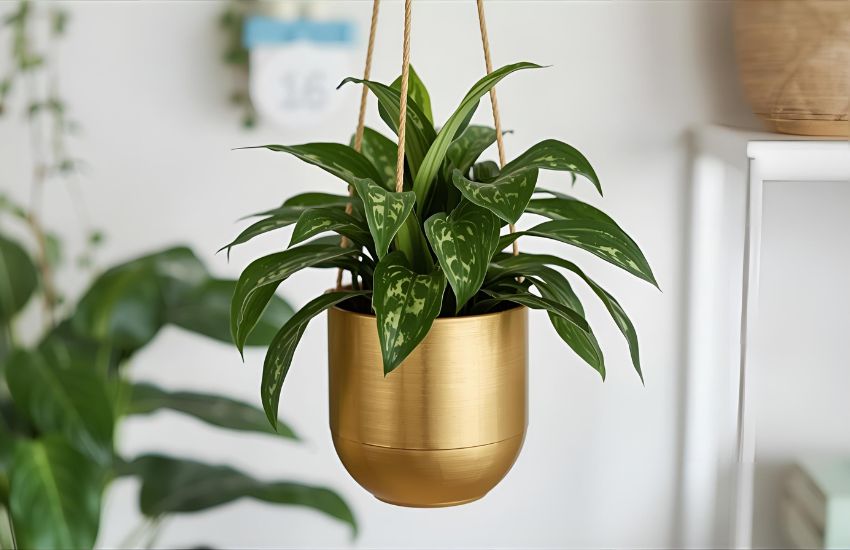Money Plant Golden with Hanging Pot for Stylish Home Decor Spaces