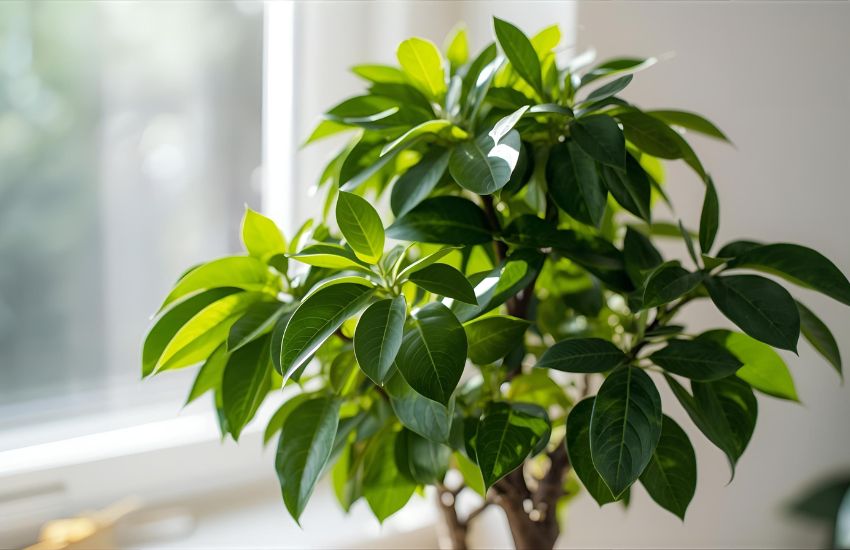 Money Plant Green Care Tips for a Healthy and Thriving Money Tree