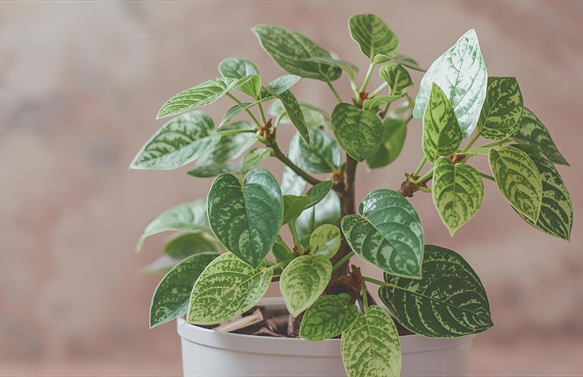 Essential Money Plant Green Care Requirements: Soil, Pot, and Lighting Tips