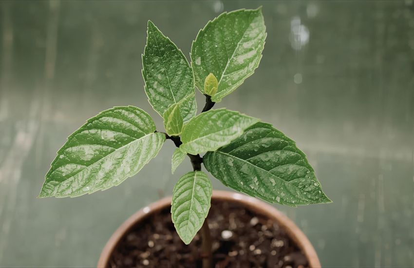 How to Water and Fertilize Your Money Plant for Healthy Growth