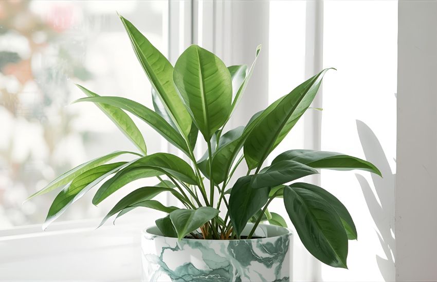Money Plant Marble Care Guide for a Stunning Indoor Garden