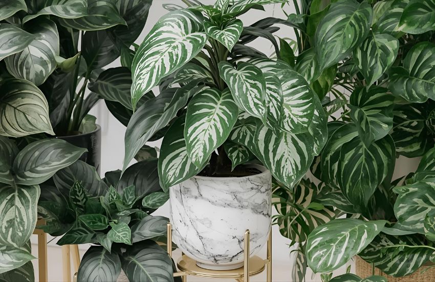 How to Grow and Maintain a Thriving Marble Money Plant