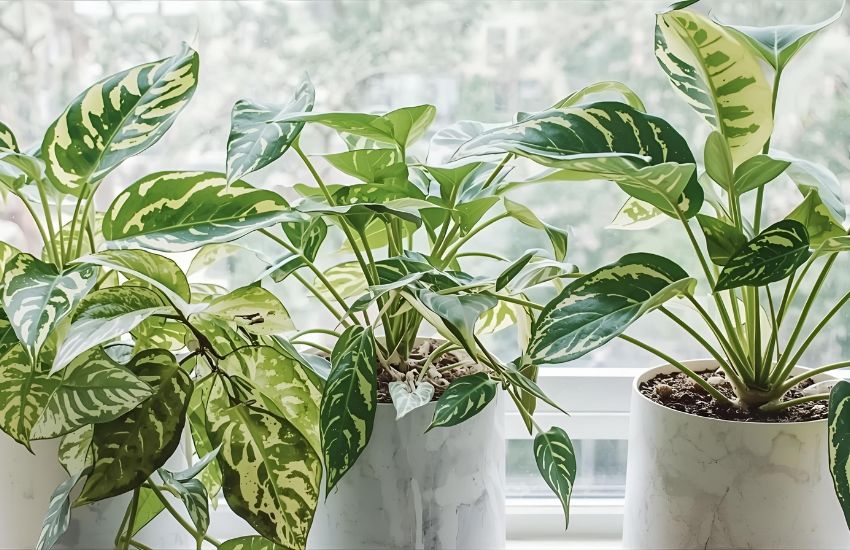 Expert Tips for Healthy Heart-Shaped Leaves and Marble Queen Maintenance