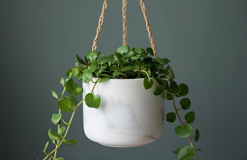 How to Water and Care for Your Money Plant Marble with a Hanging Pot