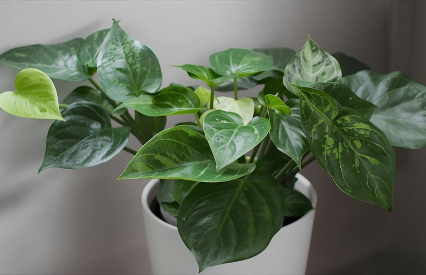 How to Care for N'Joy Pothos: A Complete Indoor Plant Care Guide