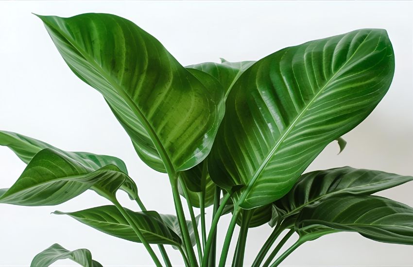 Money Plant Satin Care Guide: Expert Tips for a Gorgeous Satin Money Plant