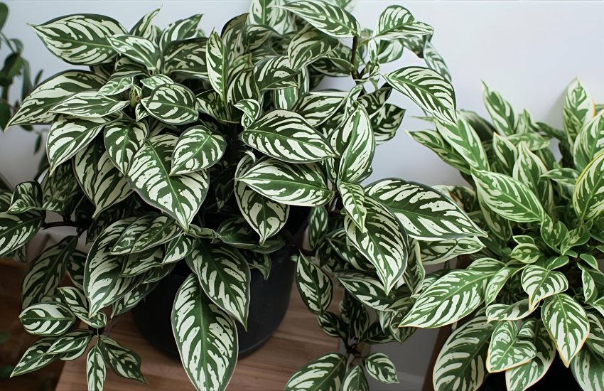How to Care for Your Money Plant Variegated - Set of 2 Plants for Lush Indoor Air