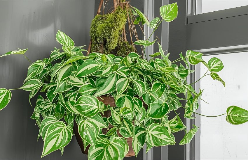 Money Plant Variegated with Moss Stick: Expert Indoor Care Tips for Thriving Foliage
