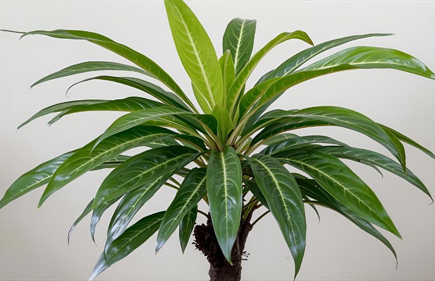 How to Prune, Repot, and Propagate Your Money tree Pachira Aquatica for Thriving Growth