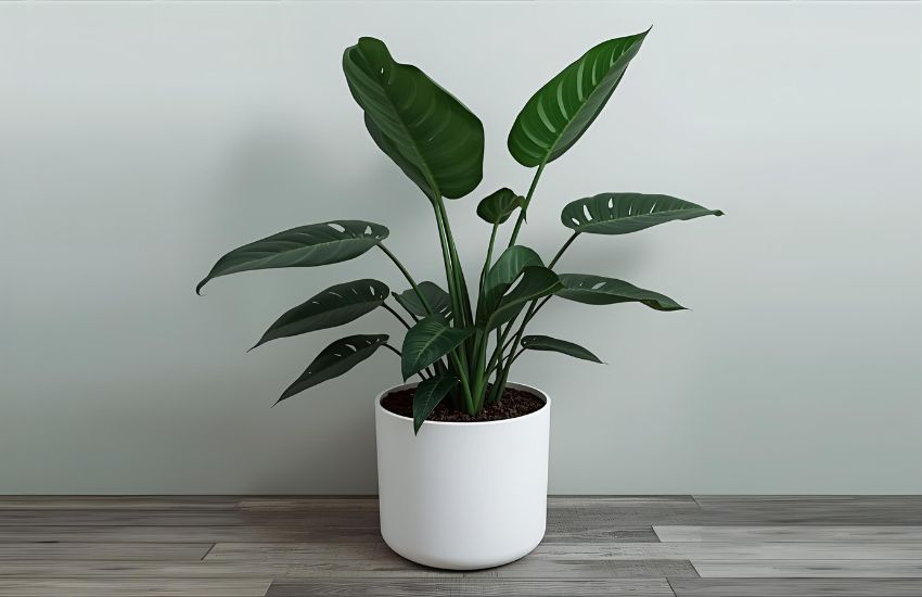 XL Monstera Deliciosa Plant Review: Indoor Plant Care, Lighting, Water