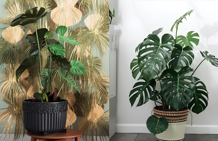 Essential Monstera Deliciosa Care for Lighting, Sunlight, and Botanical Growth