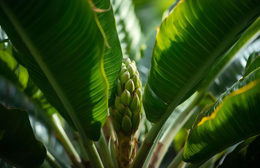 Tropical Pandanus Plant Guide: Pandan, Pandanus Amaryllifolius, and Fragrant Benefits