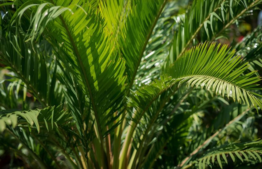 Uses of Pandan and Pandanus Amaryllifolius in Plant-Based Cooking Recipes