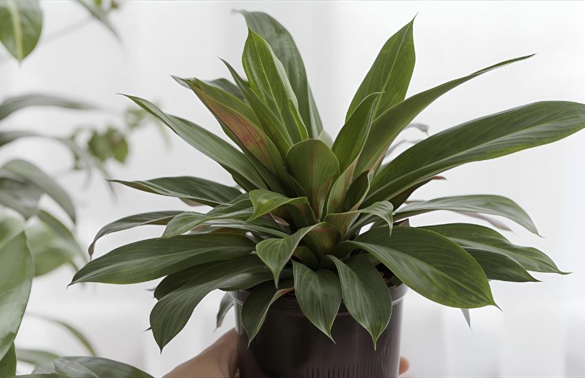 Peacock Plant Care Tips for Healthy Calathea Makoyana Houseplants