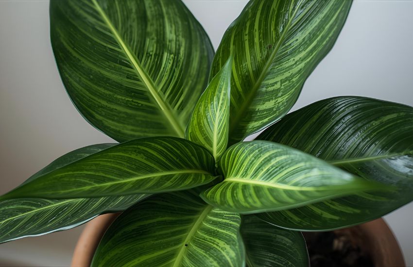 How to Propagate Your Peacock Plant Prayer Houseplant Successfully