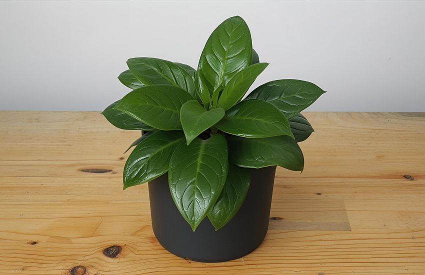 Caring for Your Peperomia Angulata and Beetle Peperomia Plant in a Pot