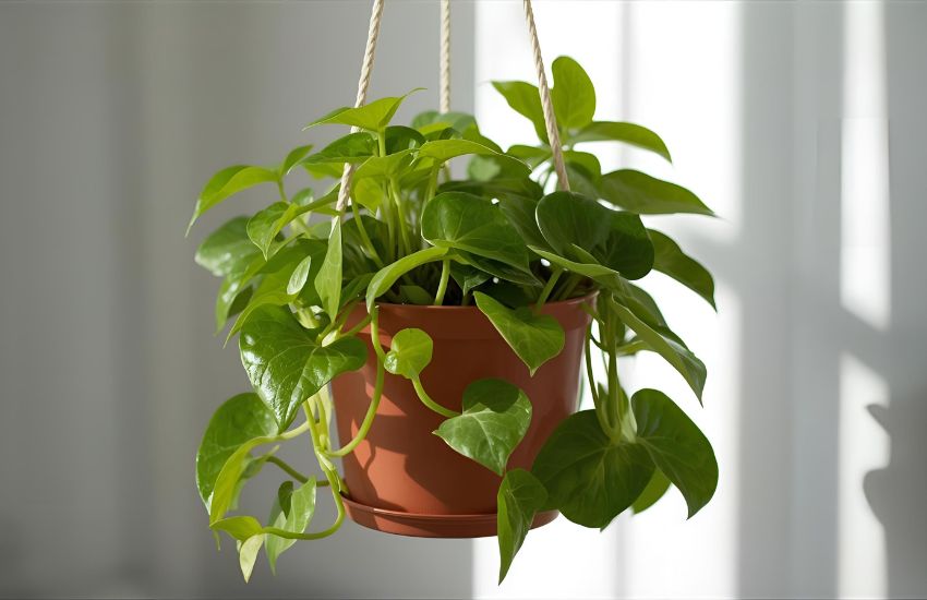 Care Tips for Hanging Peperomia in Pots: Maintenance and Thriving Advice