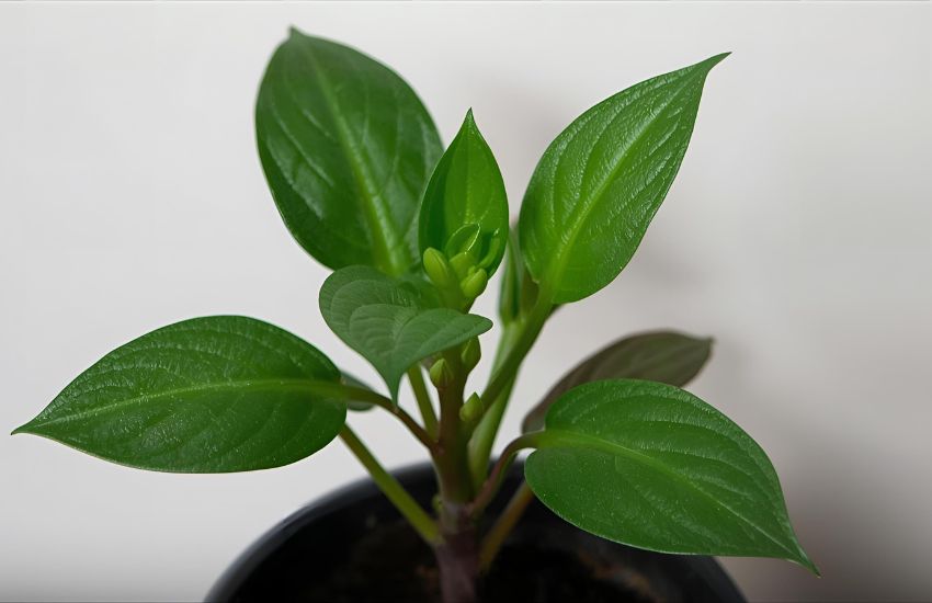 Peperomia Green Plant Care: Baby Rubber Plant and Leaves Guide