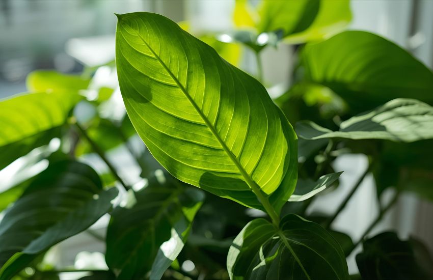 Common Issues and Solutions for Healthy Philodendron Birkin Plant