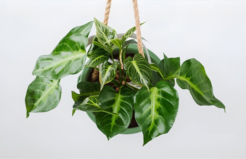 Soil, Fertilizer, and Potting Guide for Birkin Care