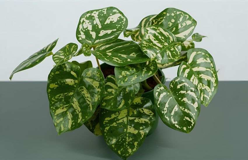 Essential Philodendron Brasil Plant Care Tips for Healthy Growth