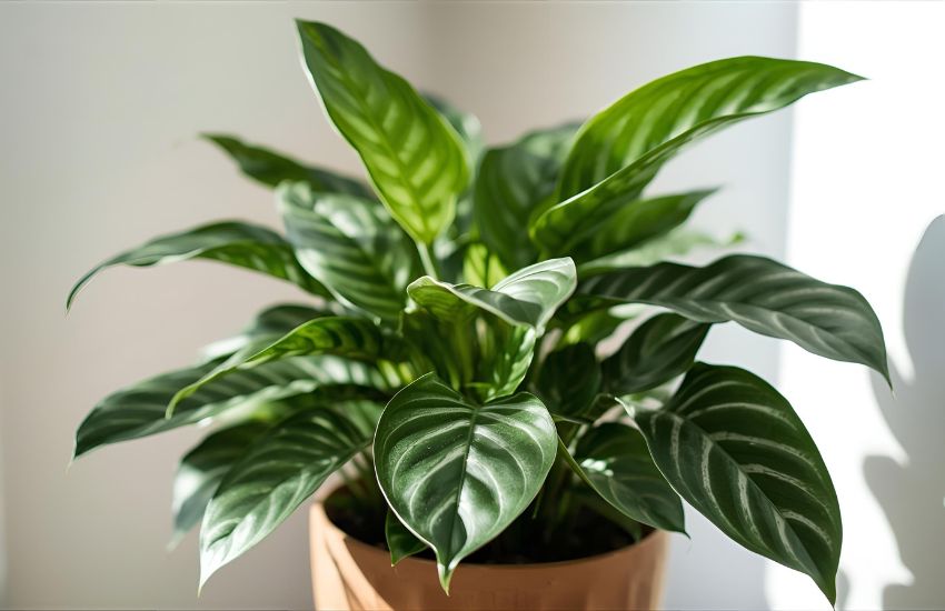 Calathea prayer plant medium price for prayer calatheas plant