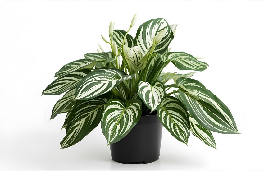 Syngonium White Butterfly Plant Prices and Indoor Plants Care