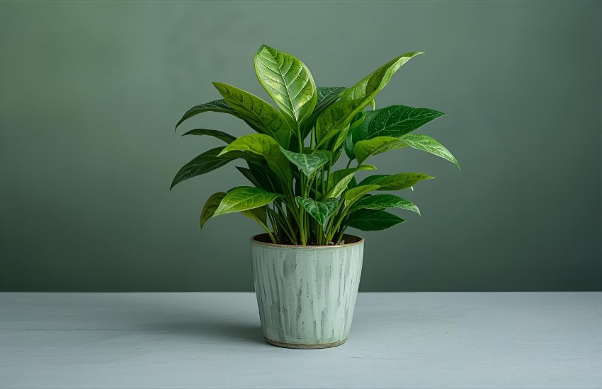 Indoor Plant Care Tips for China Doll Plant Greenery