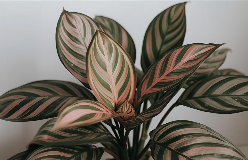 Calathea Sanderiana Price Guide: Pink Stripe Prayer Plant Order