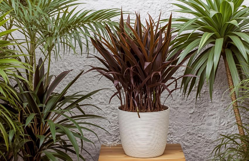 Sale Shop Cordyline Chocolate Queen Plant Prices for Indoor Plants