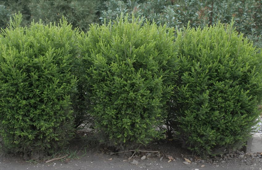 Thuja plant prices guide for affordable evergreen market trends