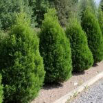 Thuja plant - XL price arborvitae thuja green giants emerald