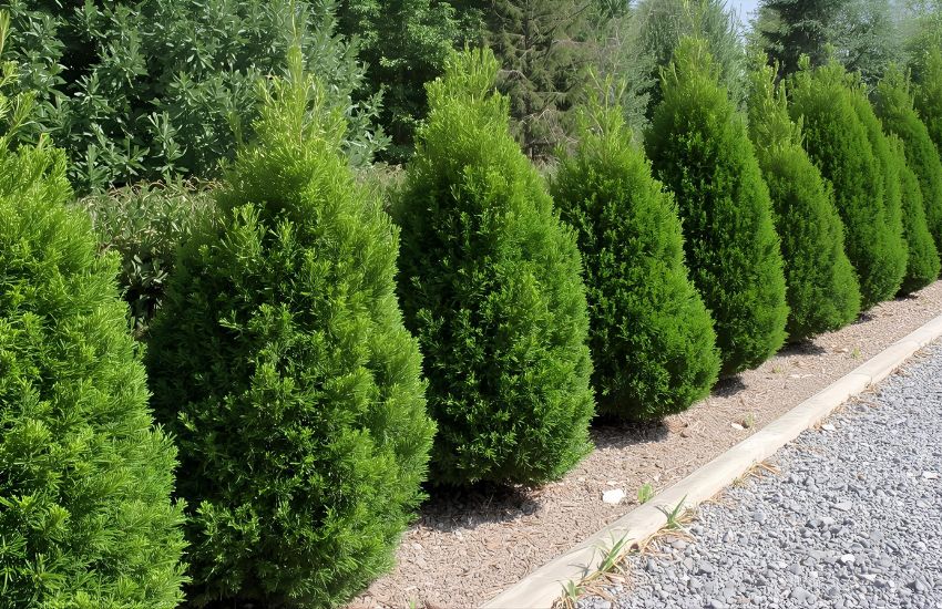 Thuja plant - XL price arborvitae thuja green giants emerald