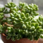 Crassula Ovata Plant Price: Jade Plant Pot Tips Guide