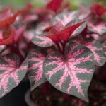 Turtle vine price guide callisia repens pink lady plant