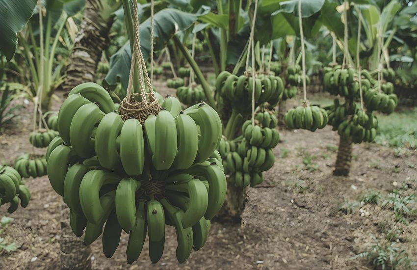 Understanding String of Bananas Plant Prices and Market Trends