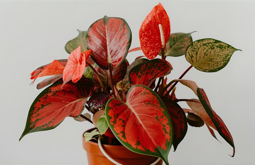 Exploring Red Anthurium Plant Prices and Market Trends