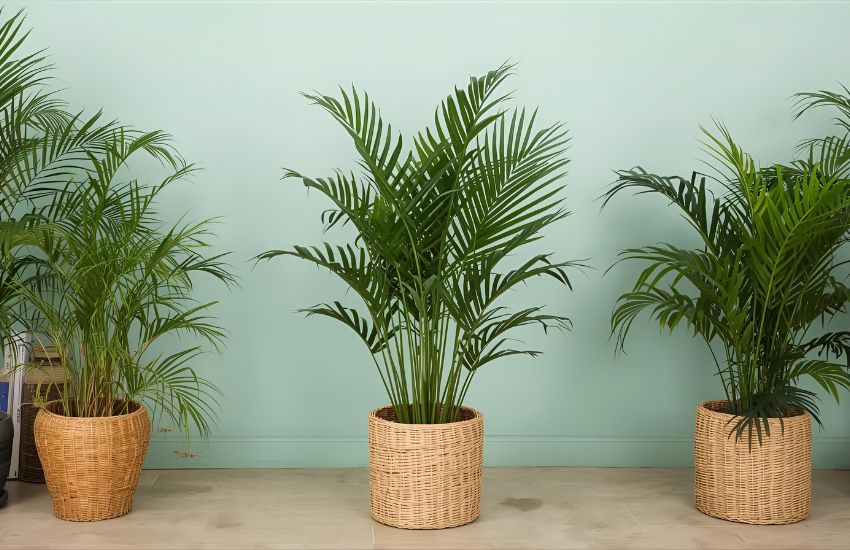 Best Areca Palm Plant Price for Indoor Sale Today