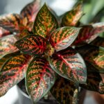 Croton Petra Price Guide: Indoor Croton Petra Plant Variegatum